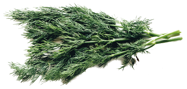 Über uns - Dill Dill - Über uns Essen auf Rädern