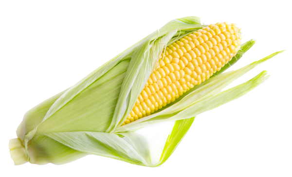 KITAs - Maiskolben Maiskolben - KITAs Essen auf Rädern
